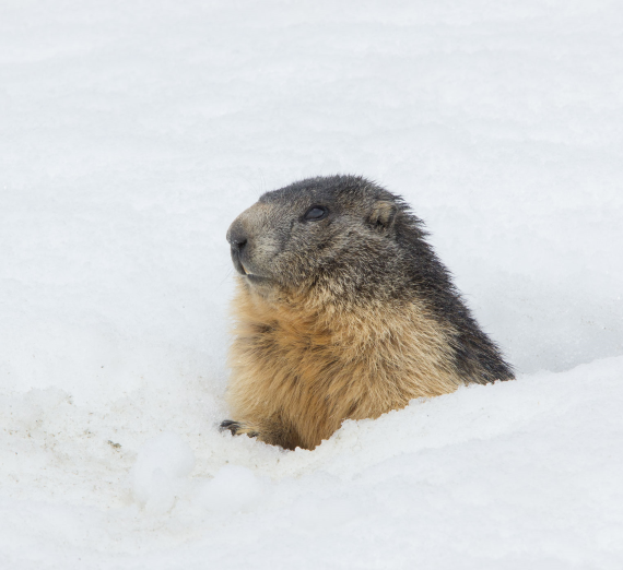 (From left) Rui Hachimura, Zach Norvell Jr., Corey Kispert and Brandon Clarke in the Zags’ 83-71 NCAA Tournament win over ninth-seeded Baylor on March 23. (GU photo by Zack Berlat)